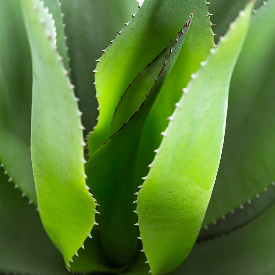 Plantes artificielles - Agave