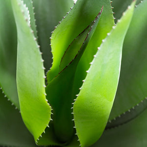 Plantes artificielles - Agave