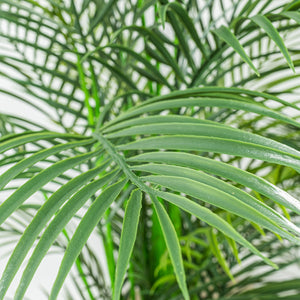 Plante artificielle - Palmier