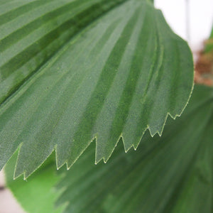 Plante artificielle - Palmier Licuala Grandis