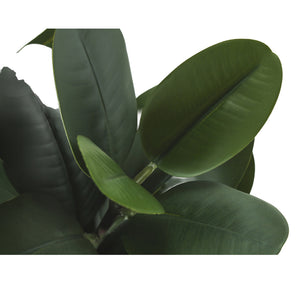 Plantes artificielles - Garcinia