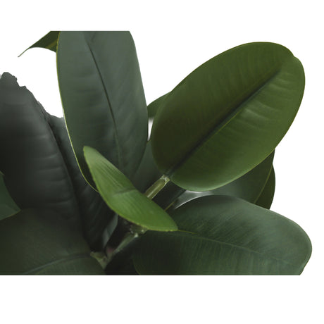 Plantes artificielles - Garcinia