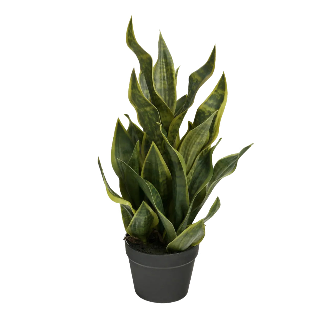 Plante artificielle - Sansevieria