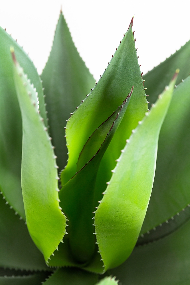 Picture of 26 Inch Artificial Agave Plant