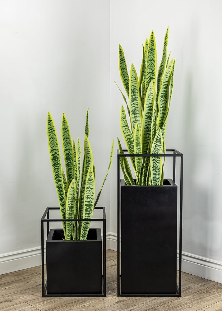 Image sur Sansevieria 42 po