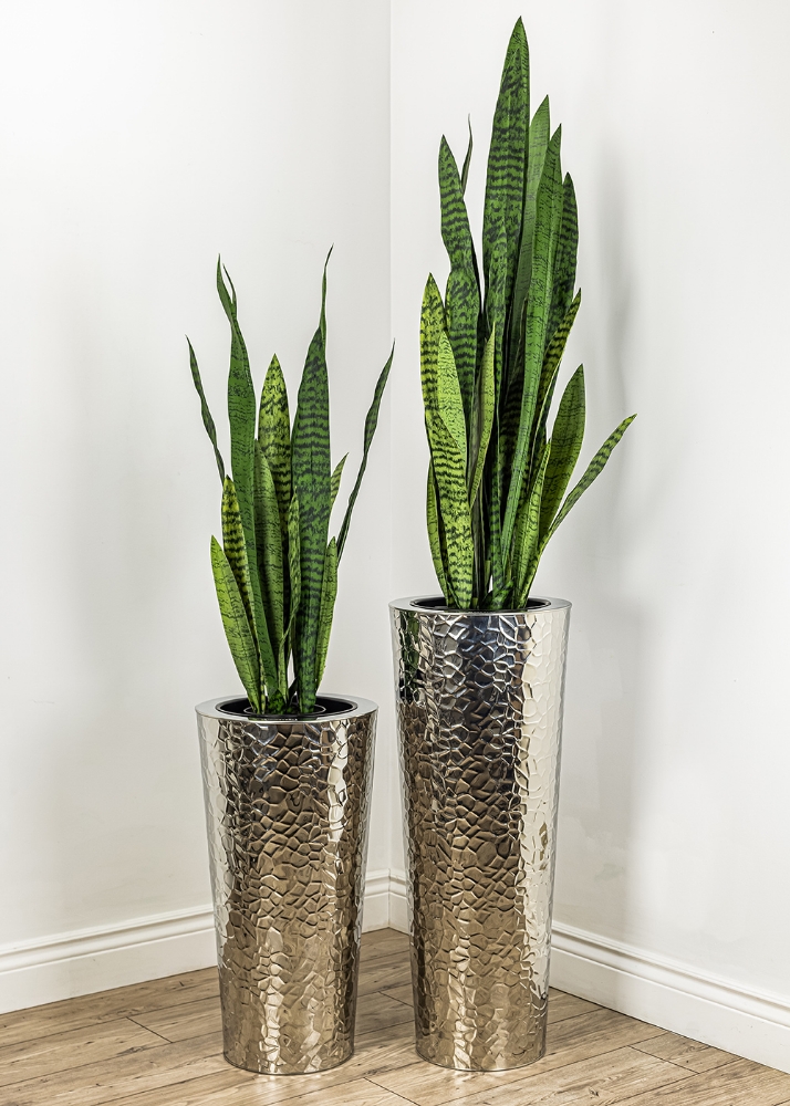 Image sur Sansevieria 42 po