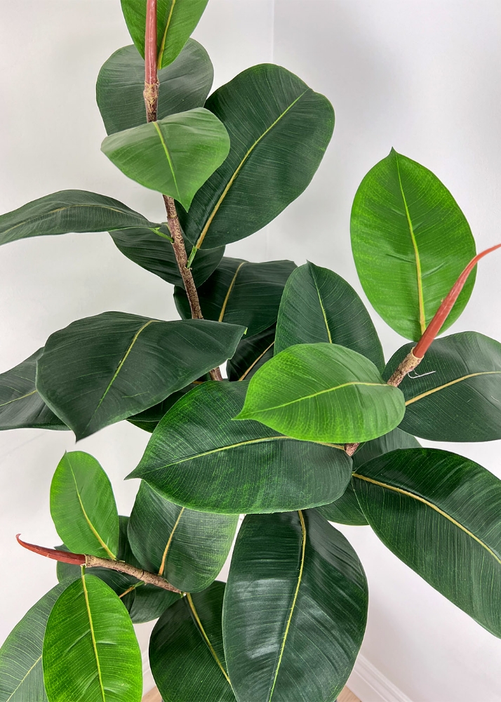 Image sur Ficus Elastica 48 po