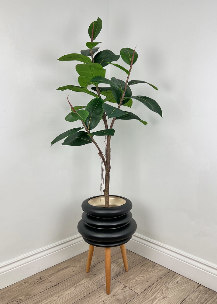 Image sur Ficus Elastica 48 po