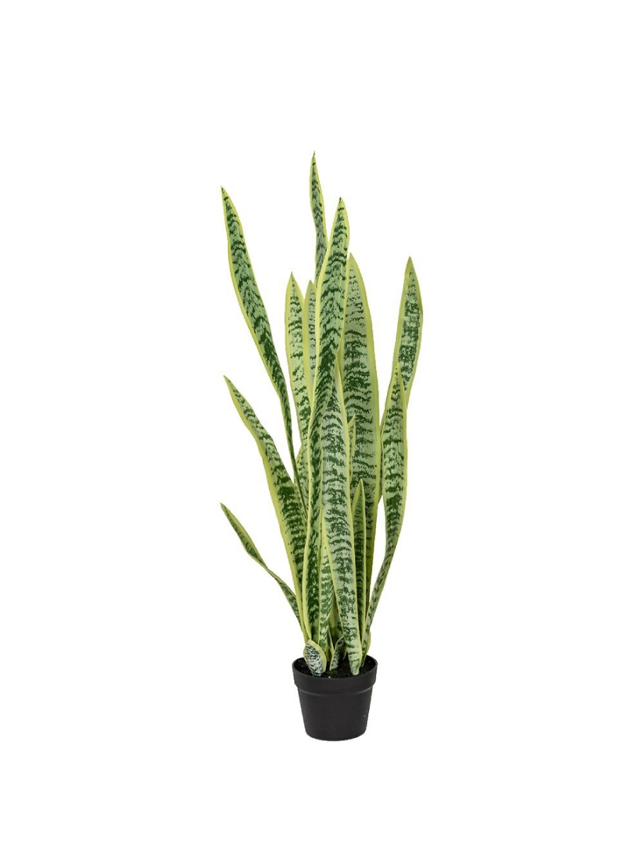 Image sur Sansevieria 42 po