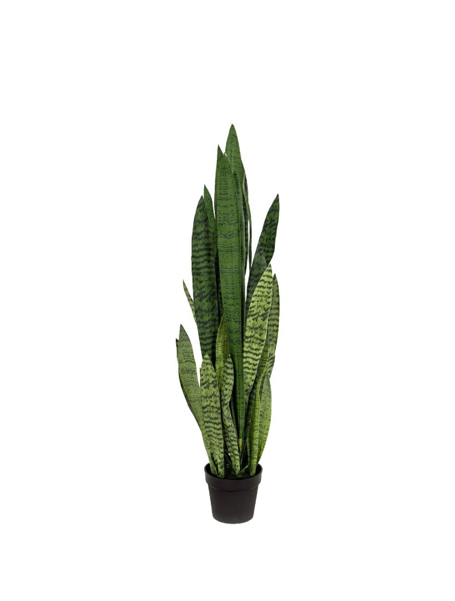 Image sur Sansevieria 42 po