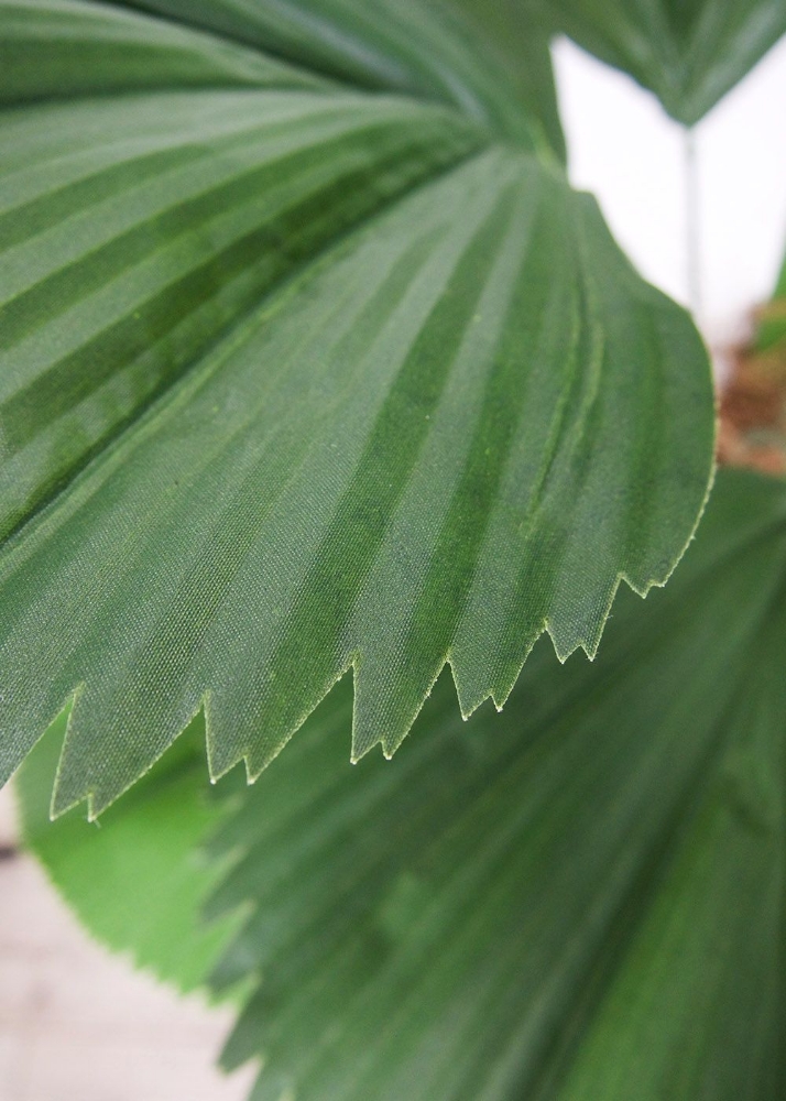 Picture of 54 Inch Artificial Licuala Grandis Plant