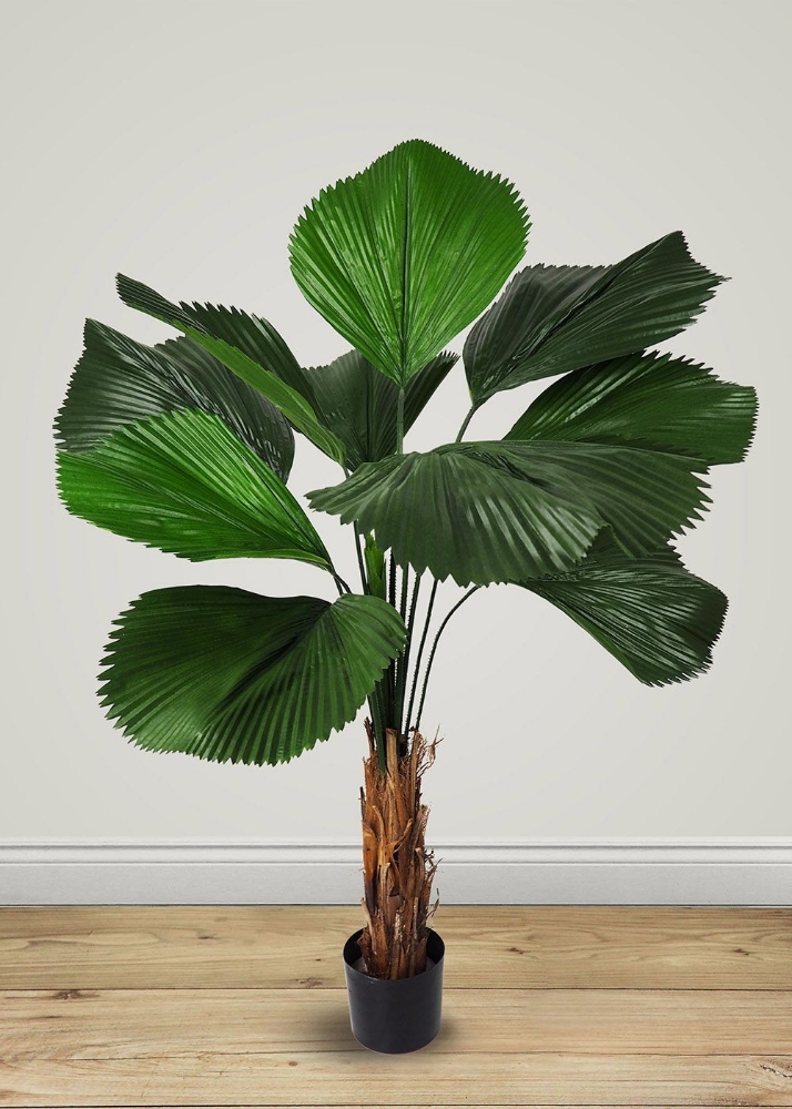 Picture of 54 Inch Artificial Licuala Grandis Plant