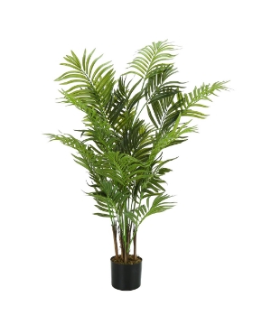 Image de Palmier Areca 47 po