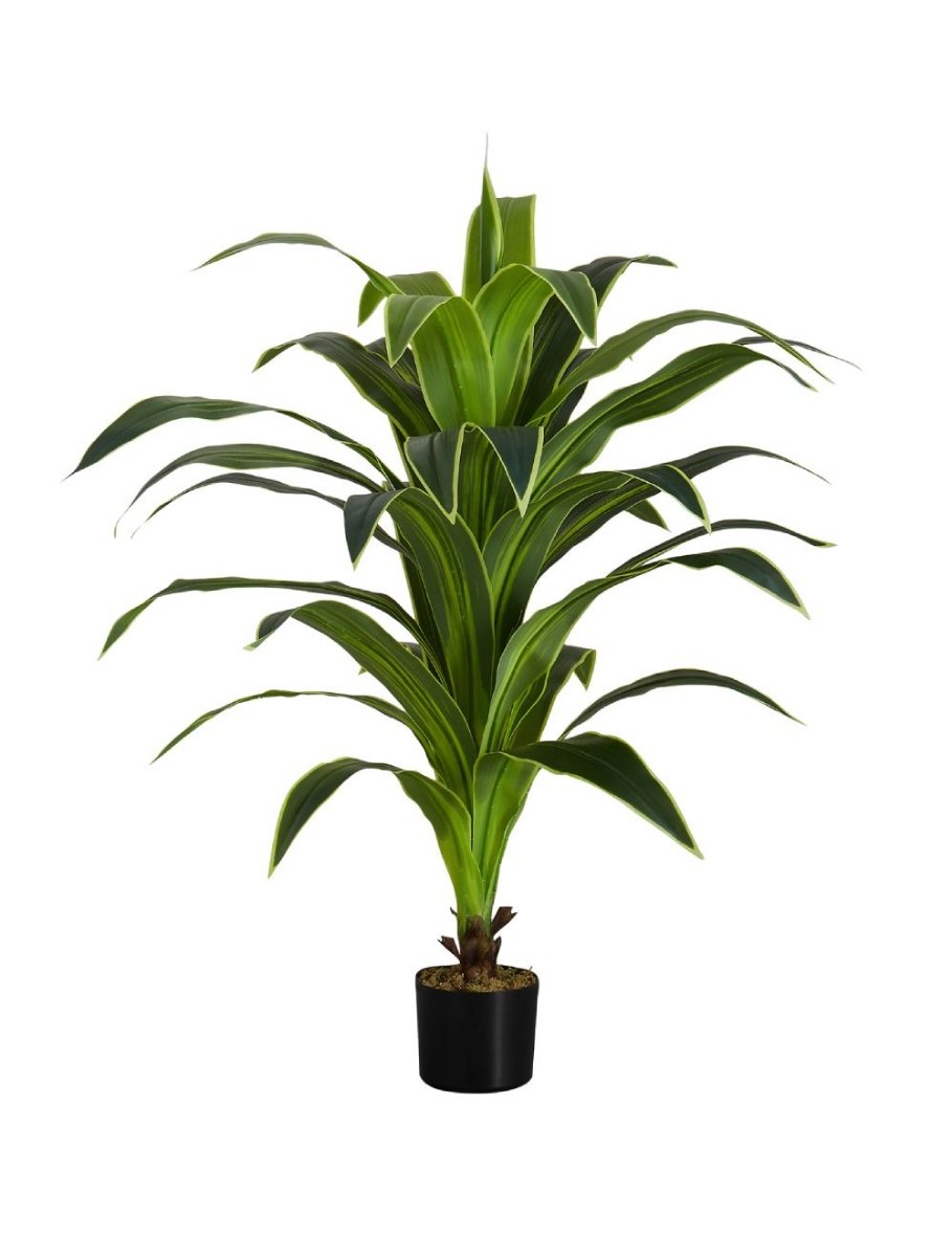 Image sur Dracaena 47 po