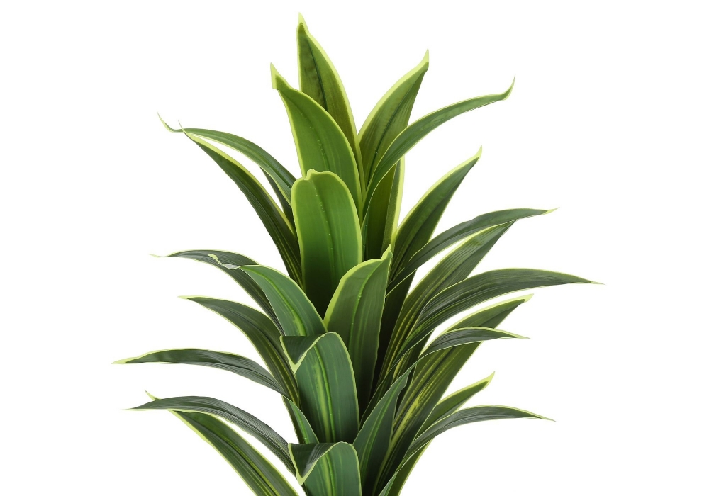 Image sur Dracaena 47 po