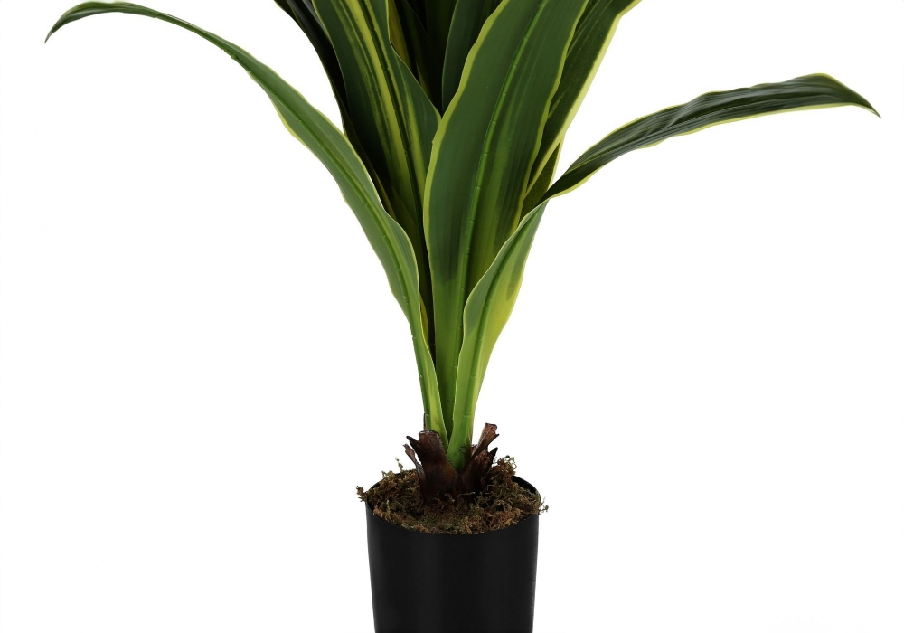 Image sur Dracaena 47 po