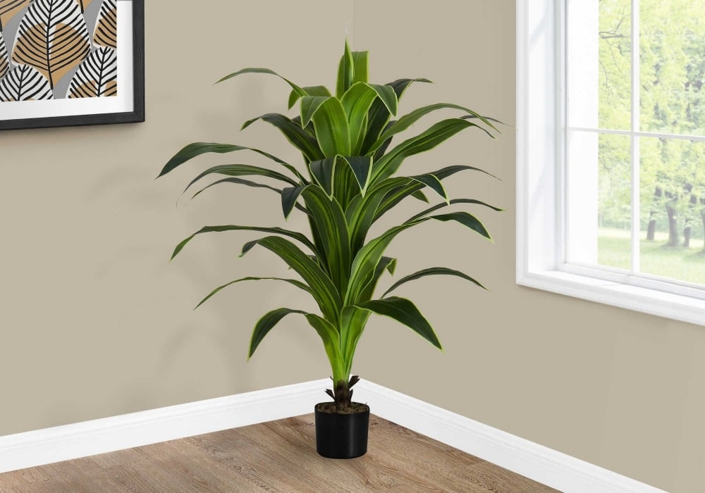 Image sur Dracaena 47 po