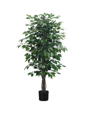 Image de Ficus 58 po