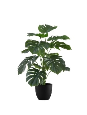 Image de Monstera 24 po