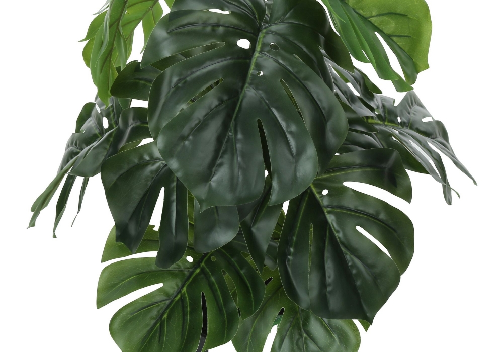 Image sur Monstera 24 po