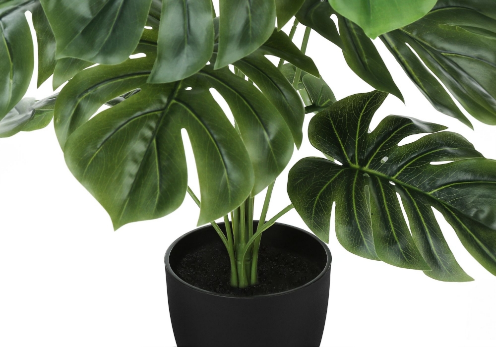 Image sur Monstera 24 po