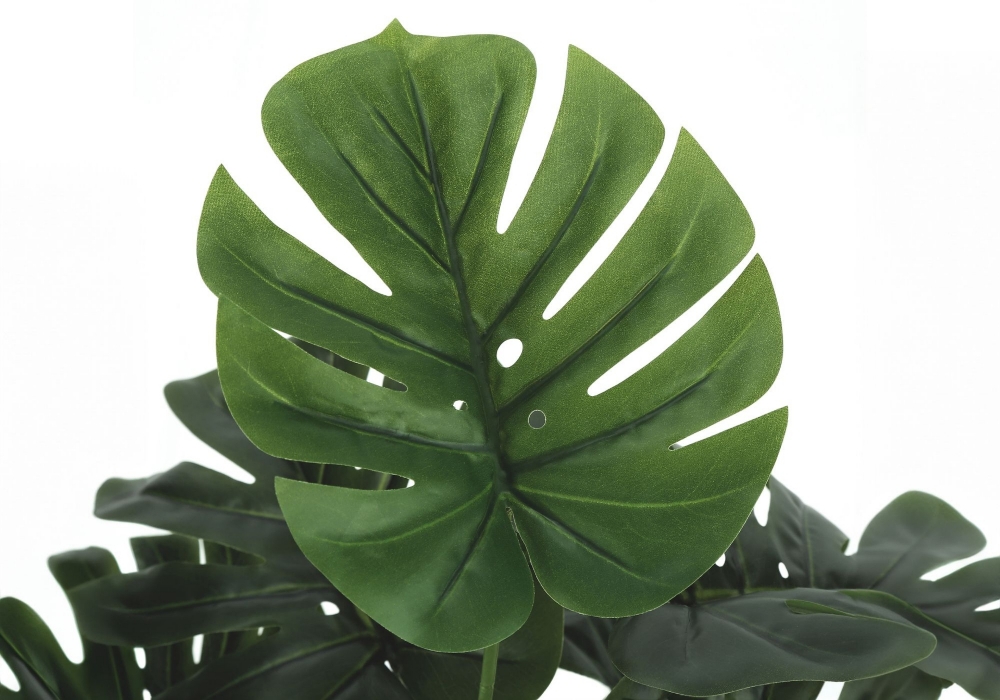 Image sur Monstera 24 po