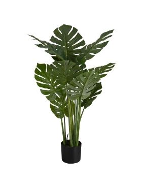 Image de  Monstera 45 po