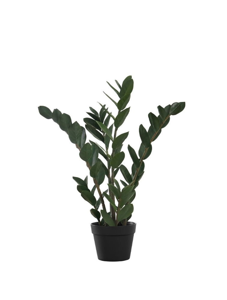 Image sur Zamioculcas Zamiifolia 29 po