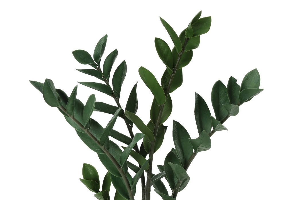 Image sur Zamioculcas Zamiifolia 29 po