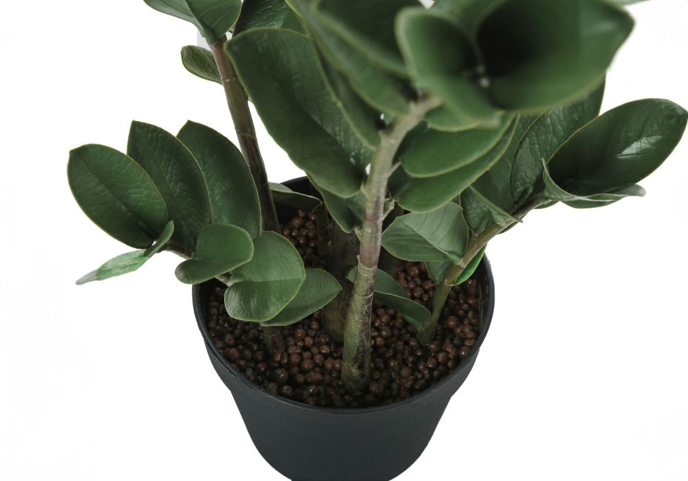 Image sur Zamioculcas Zamiifolia 29 po