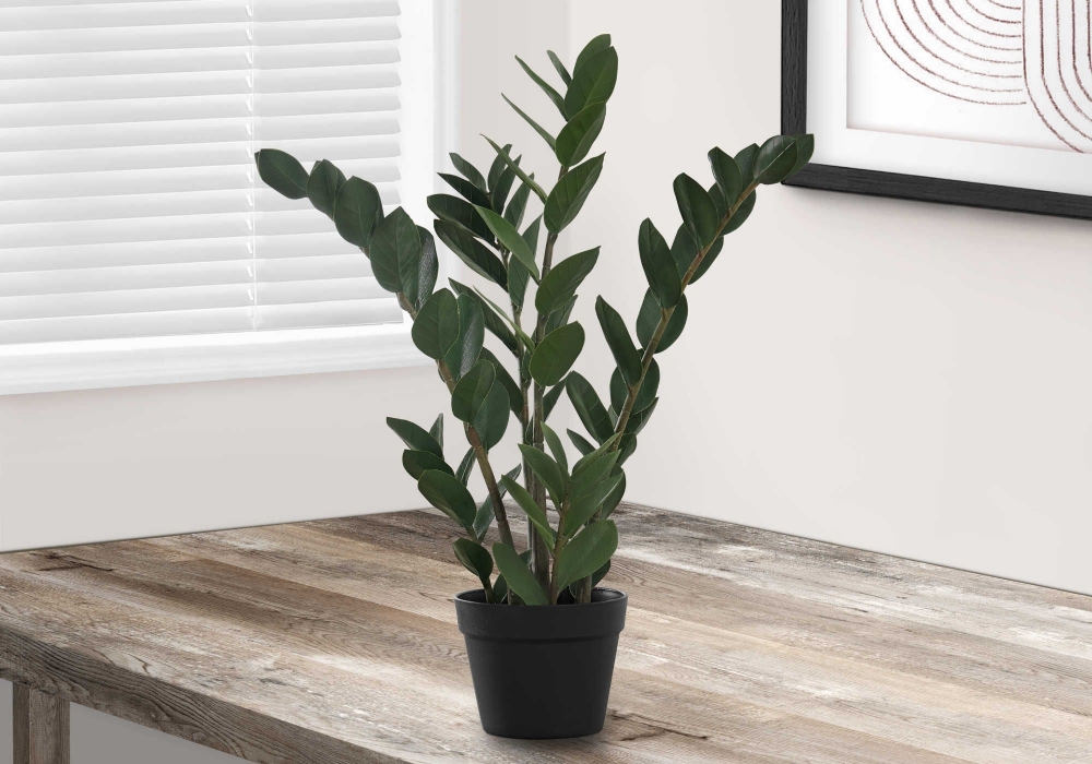 Image sur Zamioculcas Zamiifolia 29 po