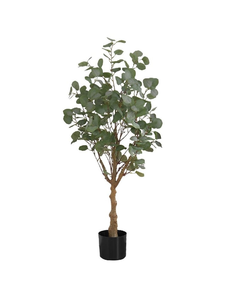 Image sur Eucalyptus 46 po