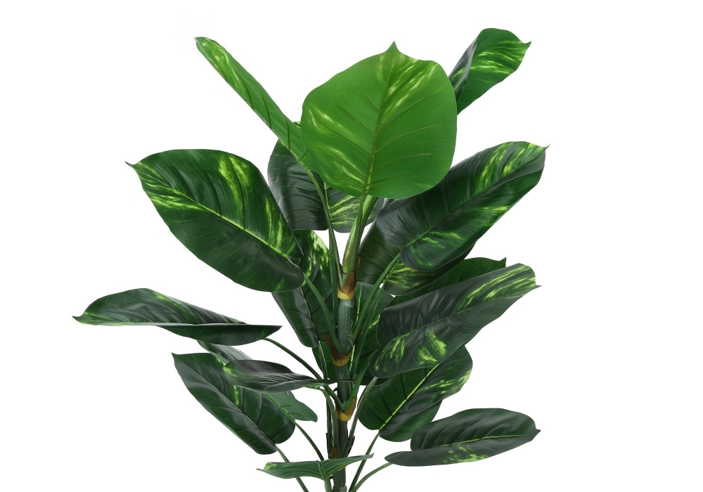 Image sur Dieffenbachia 54 po